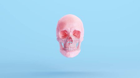 Pink Skull Jaw Soft Pastel Gen Z Blue Background Human Anatomical 3d illustration render digital rendering