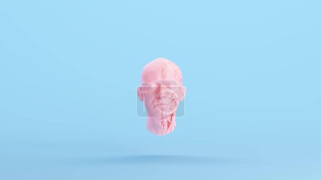 Pink Anatomical Ecorche Human Head Medical Musculature Sculpture Profile Model Blue Kitsch Background 3d illustration render digital rendering