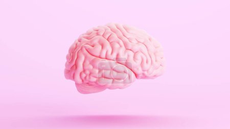 Téléchargez les photos : Rose cerveau anatomie esprit intelligence organe médical science rose fond droit vue 3d illustration rendre rendu numérique - en image libre de droit