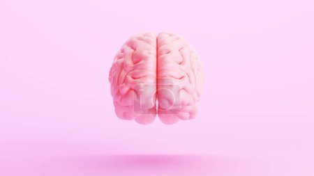 Foto de Rosa cerebro anatomía mente inteligencia médico órgano ciencia rosa fondo vista frontal 3d ilustración renderizado digital - Imagen libre de derechos