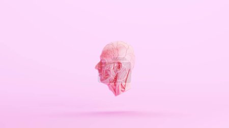 Téléchargez les photos : Rose anatomique ecorche tête humaine musculature médicale sculpture profil modèle rose kitsch fond gauche vue 3d illustration rendre rendu numérique - en image libre de droit