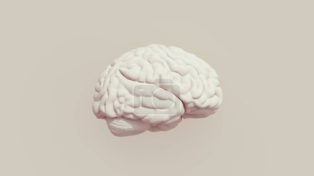 Human brain anatomy intelligence mind neutral background soft tones beige brown 3d illustration render digital rendering