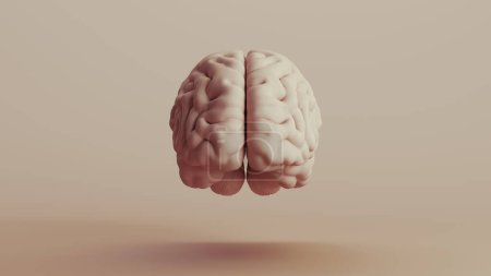 Foto de Cerebro anatomía humana mente neutral fondos tonos suaves beige marrón fondo vista frontal 3d ilustración renderizado digital - Imagen libre de derechos