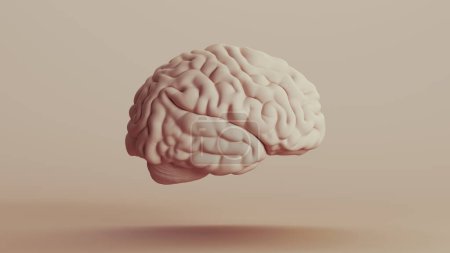 Téléchargez les photos : Cerveau anatomie humaine esprit neutre milieux tons doux beige brun fond vue droite illustration 3d rendre rendu numérique - en image libre de droit
