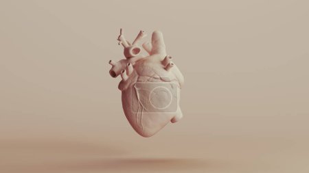 Foto de Corazón anatomía humana cerámica anatómica neutral fondos tonos suaves beige marrón fondo 3d ilustración renderizado digital - Imagen libre de derechos