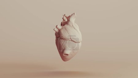 Téléchargez les photos : Coeur anatomie humaine poterie anatomique milieux neutres tons doux beige brun fond illustration 3d rendre rendu numérique - en image libre de droit