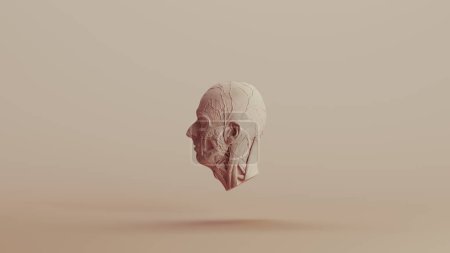Ecorche Studie Muskeln ohne Haut anatomische Kopf neutral Hintergründe weiche Töne beige braun links Ansicht 3D-Illustration Rendern Digital Rendering