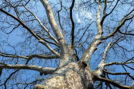 Photo for Sycamore tree. Platanus orientalis. Close up view. Bare plane tree trunk with branches and spring foliage. - Royalty Free Image