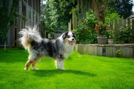 Photo for Australian Shepperd dog in grass field - Royalty Free Image