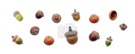 Photo for Acorns set isolated on a white background. Flat lay. Clipping path - Royalty Free Image