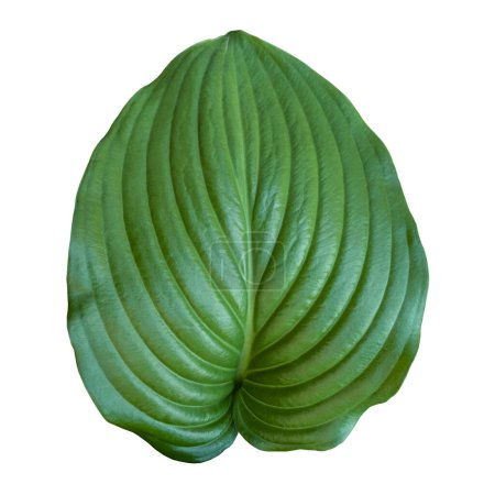 Photo for Green leaf hosta isolated on a white background. Fresh tropical leaf hosta. Flat lay. Clipping path - Royalty Free Image