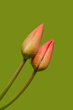 Photo for Two pink tulips isolated on green background. Copy space. Abstract floral background. Mother day. Minimalism. Spring holidays concept - Royalty Free Image