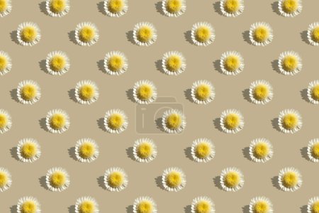 Photo for Pattern from chamomile flowers on beige background. Summer, spring, holiday floral concept. Banner. Camomile, daisy. Design for wrapping paper, fabrics, cards. Seamless pattern for wallpaper, textile - Royalty Free Image