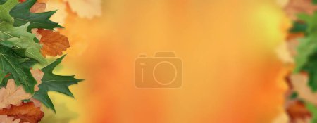 Photo for Warm autumn season minimal background with realistic leaves on orange and yellow colors blurred background. Copy space. Space for text. Banner. Natural background or sale banner concept - Royalty Free Image
