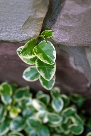 Photo for Leaves of the beresklet plant winds up the stone fence in the garden - Royalty Free Image