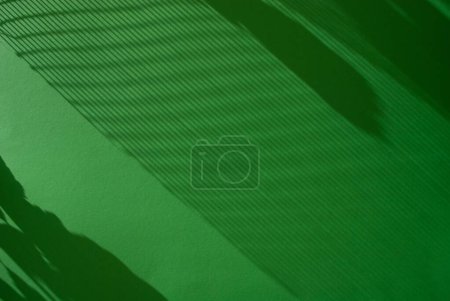 Photo for Shadows from leaves and net on green background with deep sunlight shadows. Abstract aesthetic minimal background. Soft natural silhouette on paper texture. Space for text. Copy space. Muted hues - Royalty Free Image