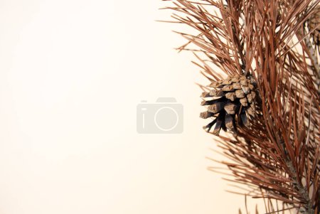 Photo for Dry pine branch with cones on a beige empty background with shadows. Autumn season minimal wallpaper concept. Copy space. Space for text. Sustainable Holidays - Royalty Free Image