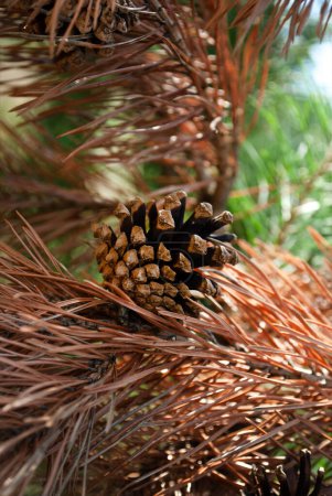 Photo for Closeup macro wallpaper of dry pine branch tree with cones in the woods. Autumn season natural background concept. Soft selective focus. Copy space. Space for text - Royalty Free Image