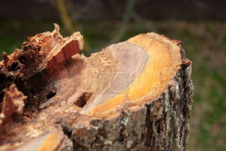 Plum tree trunk, cut down stump close up on the background blur green grass