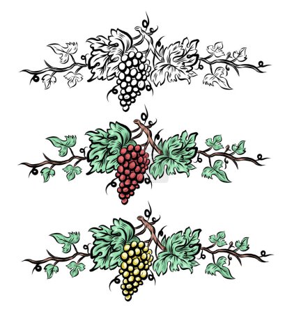 Photo for Grape vine set elements . Vintage hand drawn wine decorations border, floral grapes . vector illustration - Royalty Free Image