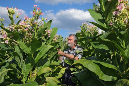 Foto de Agricultor o agrónomo que examina y recoge hojas de plantas de tabaco en el campo - Imagen libre de derechos