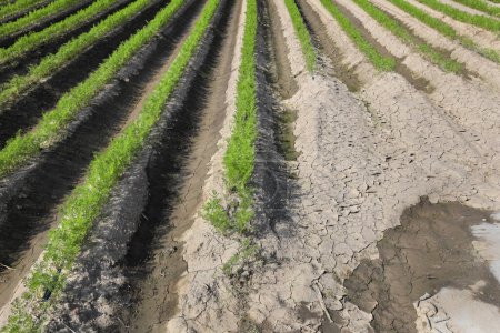 Foto de Green leaves of carrot plants rows in field, agriculture in summer with dry and wet land - Imagen libre de derechos