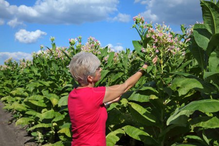 Foto de Mujer agricultora o agrónoma examinando y recogiendo hojas de plantas de tabaco en el campo - Imagen libre de derechos