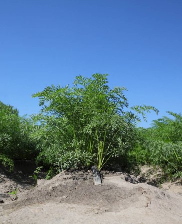 Foto de Agricultura, hojas verdes de plantas de zanahoria en el campo con sistema de riego y cielo azul, principios de verano - Imagen libre de derechos