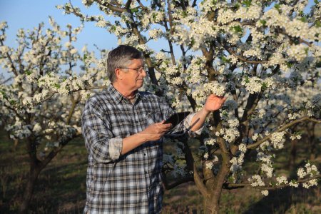 Foto de Agrónomo o agricultor examinan los cerezos en flor en el huerto, utilizando tableta - Imagen libre de derechos