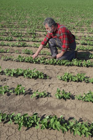 Foto de Agricultor o agrónomo que inspecciona plantas de soja verde en el campo, agricultura en primavera - Imagen libre de derechos