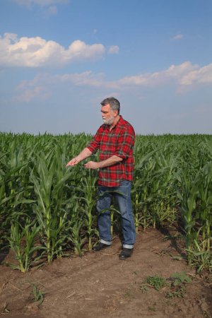 Foto de Agricultor o agrónomo que inspecciona la calidad de los cultivos y plantas de maíz en el campo, agricultura a principios de verano - Imagen libre de derechos