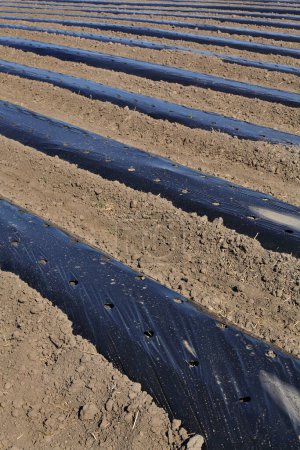 Foto de Campo con rayas de plástico negro, agricultura en primavera - Imagen libre de derechos