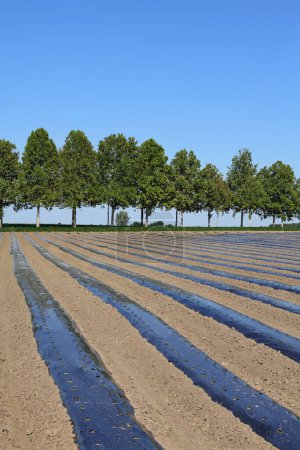 Foto de Campo con rayas de plástico negro con cielo azul claro, agricultura en primavera - Imagen libre de derechos