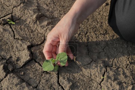Foto de Agricultor o agrónomo en el campo de soja que examina el cultivo verde joven, el primer plano de la mano y la pequeña planta en tierra seca agrietada, la sequía en el campo - Imagen libre de derechos