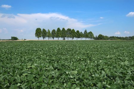 Foto de Planta de soja verde cultivada en el campo con árboles en fondos y cielo azul y nubes, agricultura en primavera - Imagen libre de derechos