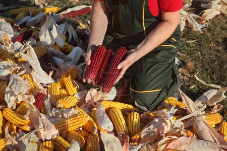 Foto de Primer plano de las manos de los agricultores sosteniendo mazorca de maíz rojo en un montón de cultivos, tiempo de cosecha en el campo - Imagen libre de derechos