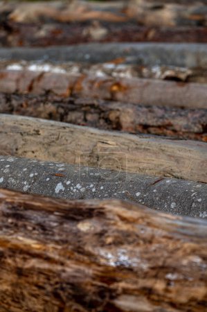 Photo for Different types of logs in a timber yard. - Royalty Free Image