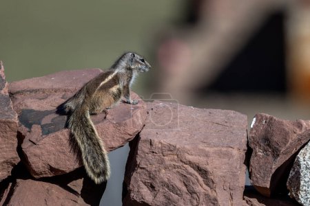 Photo for Barbary ground squirrel, Atlantoxerus getulus, Atlas Mountains, Morocco. - Royalty Free Image