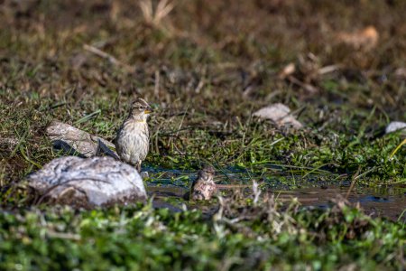 Photo for Rock Sparrow, Rock Petronia, Petronia petronia, Atlas Mountains, Morocco. - Royalty Free Image
