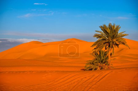 Sahara Wüste Hintergrund. Palmen und Sanddünen bei Sonnenuntergang. Erg Chebbi, Merzouga, Marokko.