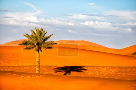 Sahara Desert Background. Palm tree and sand dunes at sunset. Erg Chebbi, Merzouga, Morocco.