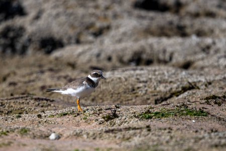 Photo for Common ringed plover or ringed plover, Charadrius hiaticula. Souss Massa National Park, Morocco - Royalty Free Image