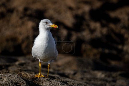 Photo for Yellow-legged gull, Larus michahellis, Morocco. - Royalty Free Image