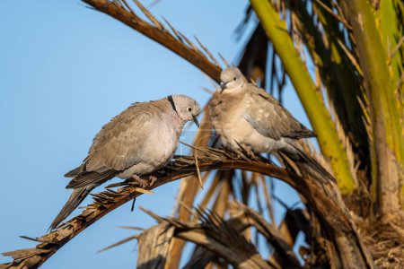 Photo for Eurasian collared dove, Streptopelia decaocto - Royalty Free Image
