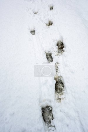 Red Deer stag tracks in the snow, Carpathian Mountains, Poland.