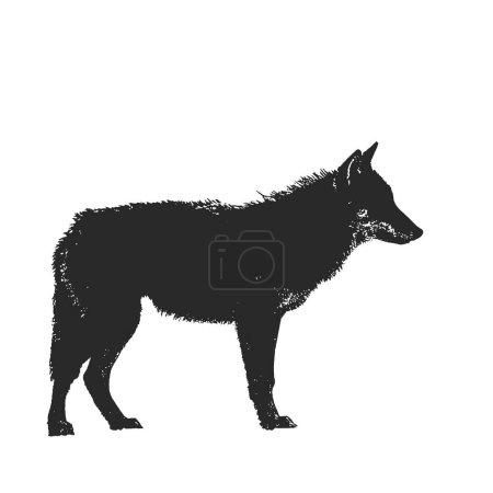 Téléchargez les photos : Silhouette d'un loup sur fond blanc
. - en image libre de droit