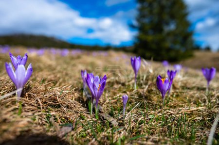 Téléchargez les photos : Fleurs typiques des montagnes printanières. Crocus vernus, Crocus heuffelianus, Crocus scepusiensis. Les monts Tatra. - en image libre de droit