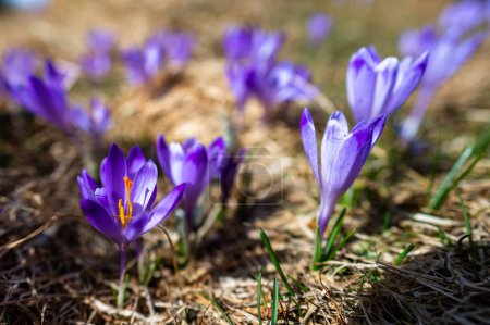 Téléchargez les photos : Fleurs typiques des montagnes printanières. Crocus vernus, Crocus heuffelianus, Crocus scepusiensis. Les monts Tatra. - en image libre de droit