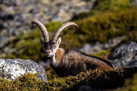 The Iberian ibex, also known as the Spanish ibex, Spanish wild goat and Iberian wild goat, Capra pyrenaica. Sierra Nevada mountain range.