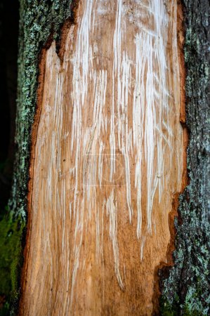 Fir bark stripped by a bear. Bieszczady Mountains, Carpathians, Poland.